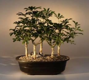Hawaiian Umbrella Bonsai Tree
Five Tree Forest Group
(arboricola schefflera 'luseanne')