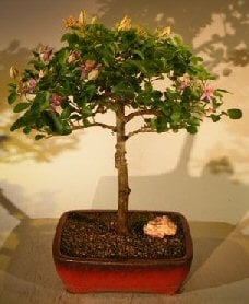 Flowering Lavender Star Flower Bonsai Tree - Large
(Grewia Occidentalis)