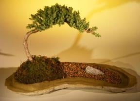 Juniper Bonsai Tree
Planted on a Rock Slab
(juniper procumbens "nana")