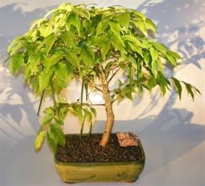 Flowering Water Jasmine Bonsai Tree - Large
(wrightia religiosa)