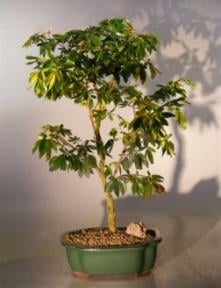 Flowering Dwarf Red Powder Puff Bonsai Tree
(calliandra schultzei 'rose cascade')