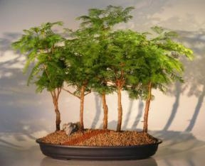 Redwood Bonsai Tree - 5 (Five) Tree Forest Group
(metasequoia glyptostroboides)