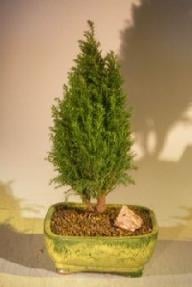 European Cypress Evergreen Bonsai Tree
(chamaecypari Iawsoniana 'ellwoodii')
