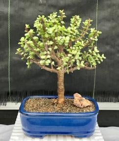 Baby Jade Bonsai Tree - Large
Aged and Variegated
(portulacaria afra variegata)