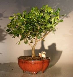 Flowering Tropical Dwarf Apple Bonsai Tree
Extra Large
(clusia rosea 'nana')