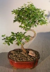 Flowering Sweet Plum- Medium
Curved Trunk Style
(sageretia theezans)
