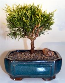 Golden Joy Shimpaku Juniper
(juniperus pfitzeriana)