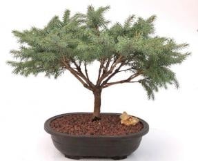 Serbian Spruce Bonsai Tree
(Picea omorika â€˜Nanaâ€™)