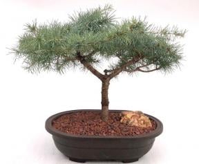 Deodar Cedar 'Snow Sprite' Bonsai Tree
(cedrus deodara)