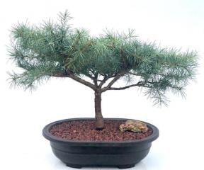 Deodar Cedar 'Snow Sprite' Bonsai Tree
(cedrus deodara)