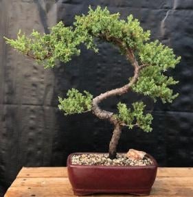 Juniper Bonsai Tree - Trained
(juniper procumbens nana)