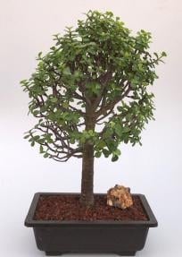 Baby Jade Bonsai Tree
(Portulacaria Afra)