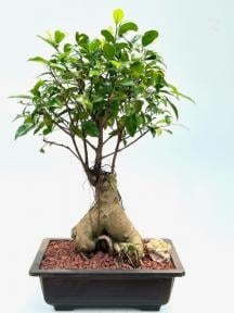 Ginseng Ficus Bonsai Tree
(ficus retusa)