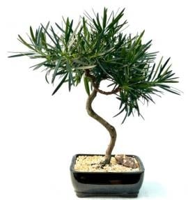 Flowering Podocarpus Bonsai Tree
Curved Trunk Style
(podocarpus macrophyllus)