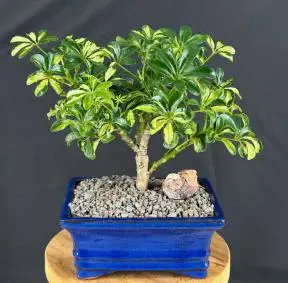 Golden Hawaiian Umbrella Bonsai Tree - Small (arboricola schefflera 'luseanne')