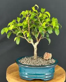 Ficus 'Too Little' Bonsai Tree - Small (ficus benjamina "too little")