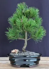 Mugo Pine Bonsai Tree - Small (pinus mugo 'valley cushion')