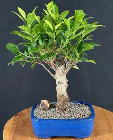 Ficus Retusa Bonsai Tree Aged Straight Trunk (Ficus Retusa)