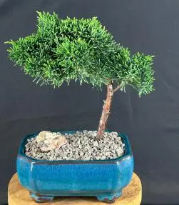 Upright Shimpaku Bonsai Tree (shimpaku itoigawa)