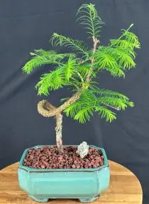 Redwood Bonsai Tree Coiled Trunk Style (metasequoia glyptostroboides)