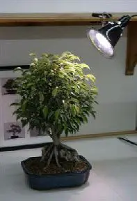 Grow Light Kit - 32 Watt Full Daylight Spectrum (fluorescent grow light 150 watt equivalent)