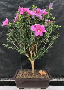 Flowering Rose of Sharon bonsai tree (Hibiscus syriacus)