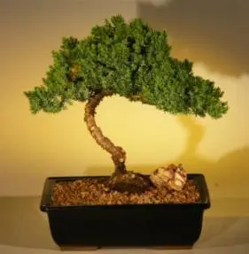 Juniper Bonsai Tree - Medium Extra Size (juniper procumbens 'nana')