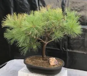 Eastern White Pine Bonsai Tree(Pinus Strobus 'Uconn')