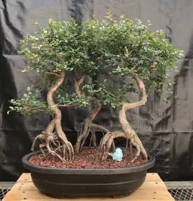 Chinese Elm Bonsai Tree Curved trunk & Exposed Roots Three (3) Tree Forest Group (ulmus parvifolia)