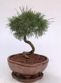 Twisty Mugo Pine Bonsai Tree
(pinus mugo 'twisty')