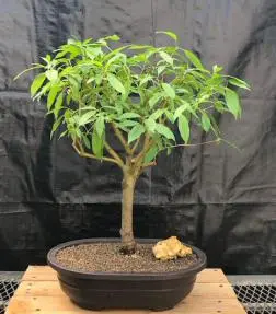 Flowering Red Twig Dogwood Bonsai Tree (cornus alba)