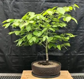 American Beech Bonsai Tree (Fagus grandifolia)
