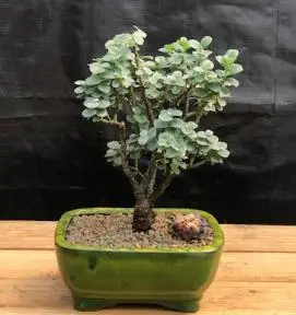 Boyds Willow Bonsai Tree ( Salix boydii)