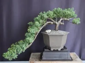 Juniper Bonsai Tree - Cascade Style
(juniper procumbens nana)