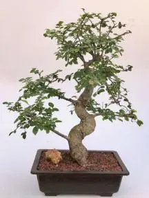 Chinese Elm Bonsai Tree
Curved Trunk & Tiered Branching Style
(ulmus parvifolia)