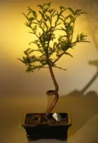 Bald Cypress Bonsai Tree - Coiled Trunk (taxodium distichum)