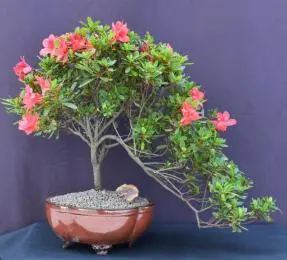 Flowering Tropical Duc De Rohan Azalea Bonsai Tree
Cascade Style
(southern indica)