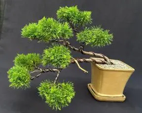 Golden Hinoki Cypress Bonsai Tree Cascading Pom-Pom Style (chamecyparis obtusa compacta "aurea")