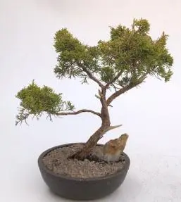 Golden Hinoki Cypress Bonsai Tree (chamecyparis obtusa compacta "aurea")
