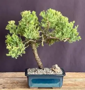 Juniper Bonsai Tree - Trained in Jin Style
(juniper procumbens nana)