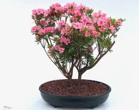 Flowering Rosebud Azalea Bonsai Tree
(Rhododendron 'Rosebud')