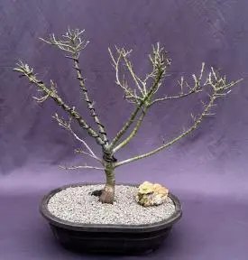 Japanese Green Maple Bonsai Tree
(acer palmatum 'Mikawa Yatsubusa')