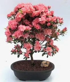 Flowering Azalea Bonsai Tree (Rhododendron 'Girard's Crimson')