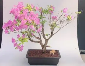 Flowering Korean Azalea Bonsai Tree (Rhododendron var. poukhanense 'Compact')