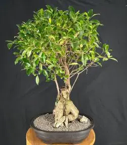 Ginseng Ficus Bonsai Tree
(ficus retusa)