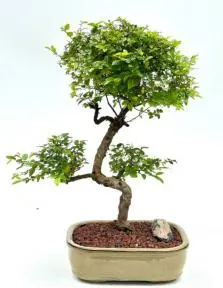 Flowering Sweet Plum Bonsai Tree Curved Trunk & Tiered Branching Style (sageretia theezans)