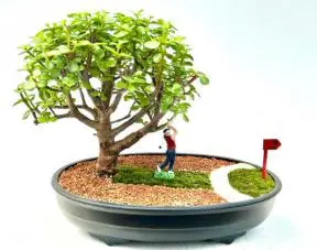 Baby Jade Bonsai Tree - Miniature Golf Course Scene
(portulacaria afra)