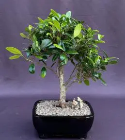 Ficus Kaneshiro Bonsai Tree (ficus microcarpa 'kaneshiro')