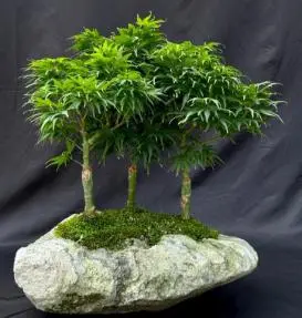 Japanese Green Maple Bonsai Tree
Three Tree Forrest Group
(acer palmatum 'Mikawa Yatsubusa')