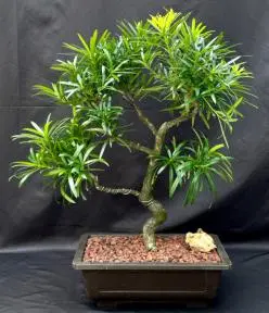 Flowering Podocarpus Bonsai Tree Curved Trunk & Tiered Branching Style (podocarpus macrophyllus)